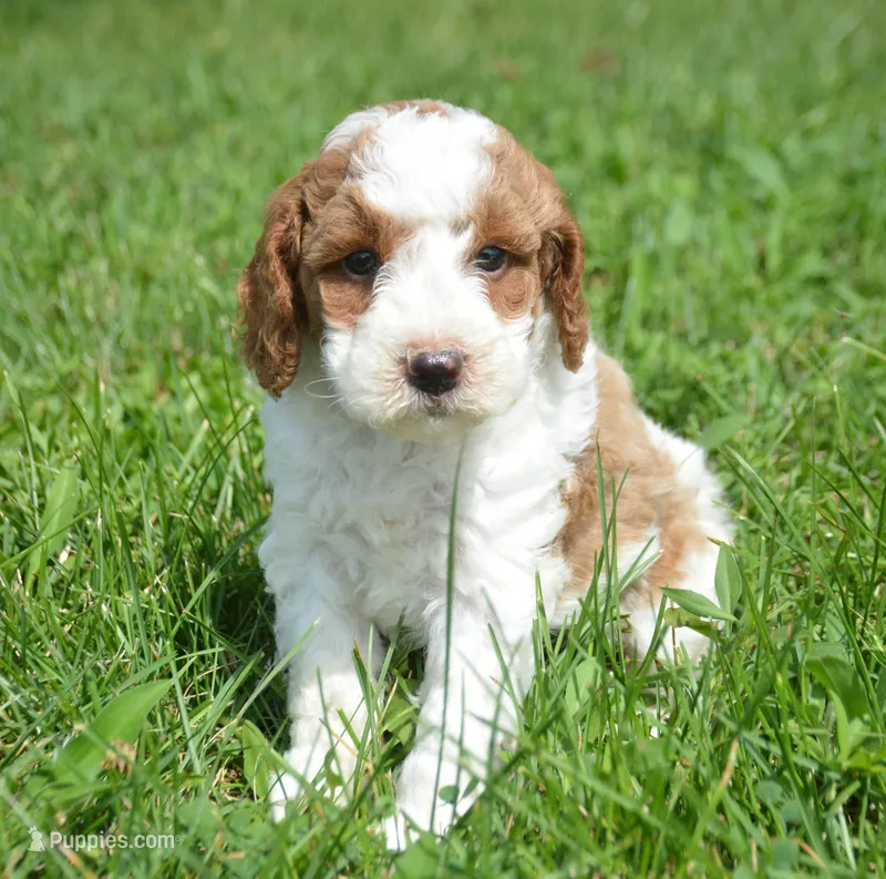 Pasko Mini Poodle M2-4 – Poodle - Miniature  puppy for sale in Kendallville, IN