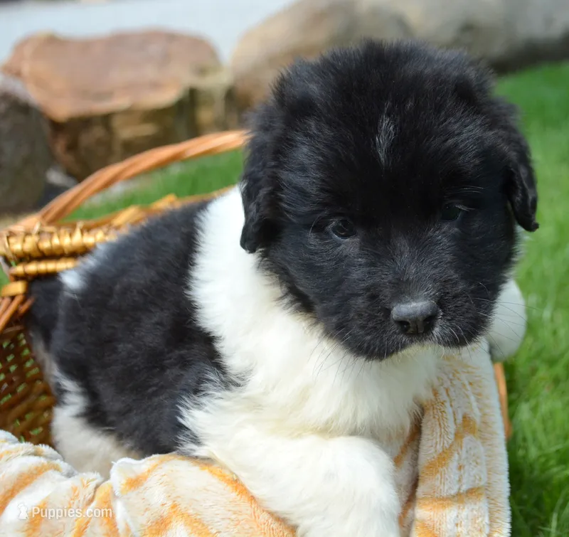 Nala Newfie FM3 – Newfoundland puppy for sale in Kendallville, IN