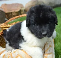 Nala Newfie FM3, a female Newfoundland for sale in Kendallville, IN – 1 of 2