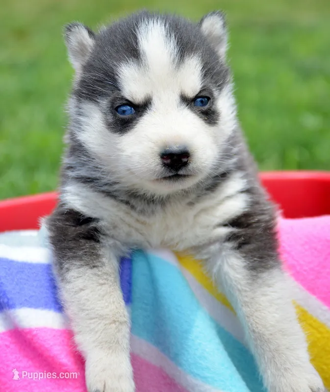 Halie Husky FM 4 – Siberian Husky puppy for sale in Kendallville, IN