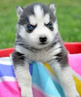 Halie Husky FM 4, a female Siberian Husky for sale in Kendallville, IN – 5 of 8