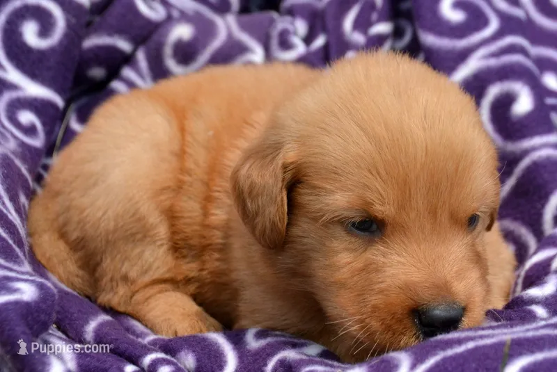 Gunner GR M3 – Golden Retriever puppy for sale in Kendallville, IN