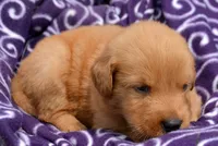 Gunner GR M6, a male Golden Retriever for sale in Kendallville, IN – 4 of 6