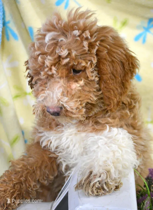 Pasley Mini Poodle FM3