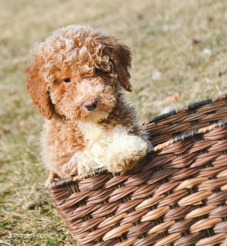 Pasley Mini Poodle FM3