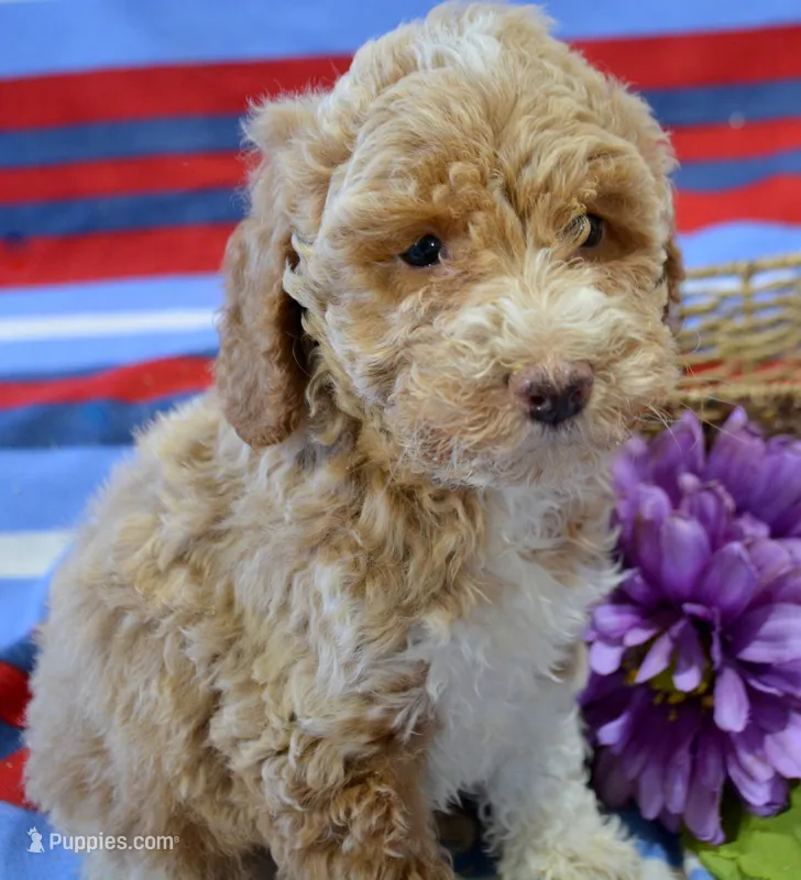 Pasley Mini Poodle FM3