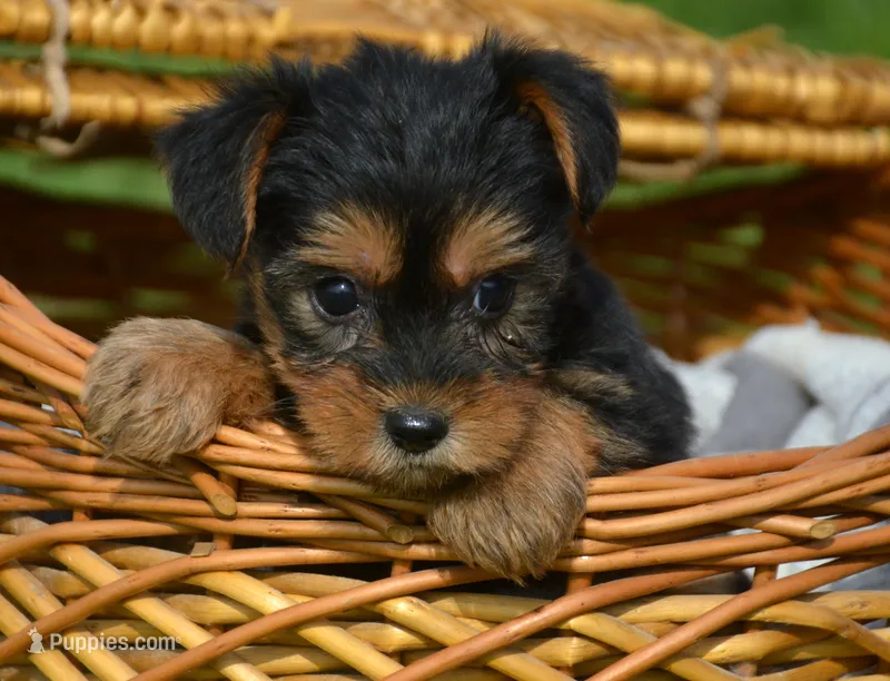Yvonne Yorkie FM4 – Yorkshire Terrier puppy for sale in Kendallville, IN