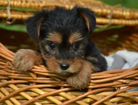 Yvonne Yorkie FM4, a female Yorkshire Terrier for sale in Kendallville, IN – 2 of 6