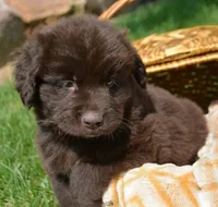 Nugget Newfie Ml 2, a male Newfoundland for sale in Kendallville, IN – 1 of 2