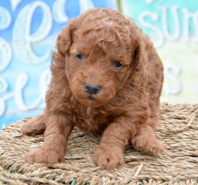 Pete Mini Poodle Ml1 – Poodle - Miniature  puppy for sale in Kendallville, IN