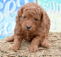 Pete Mini Poodle Ml1, a male Poodle - Miniature  for sale in Kendallville, IN – 1 of 1