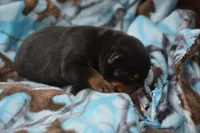 Reba Rott fm 2, a female Rottweiler for sale in Kendallville, IN – Photo 2 of 2