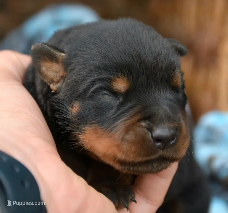 Reba Rott fm 2 – Rottweiler puppy for sale in Kendallville, IN