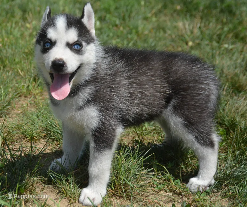 Halie Husky FM 4 – Siberian Husky puppy for sale in Kendallville, IN
