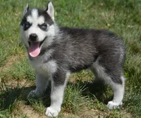 Halie Husky FM 4, a female Siberian Husky for sale in Kendallville, IN – 2 of 8