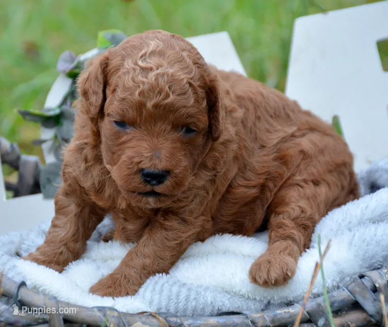 Patsy Mini Poodle F4 – Poodle - Miniature  puppy for sale in Kendallville, IN