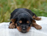 Yvette Yorkie FM3, a female Yorkshire Terrier for sale in Kendallville, IN – 1 of 1