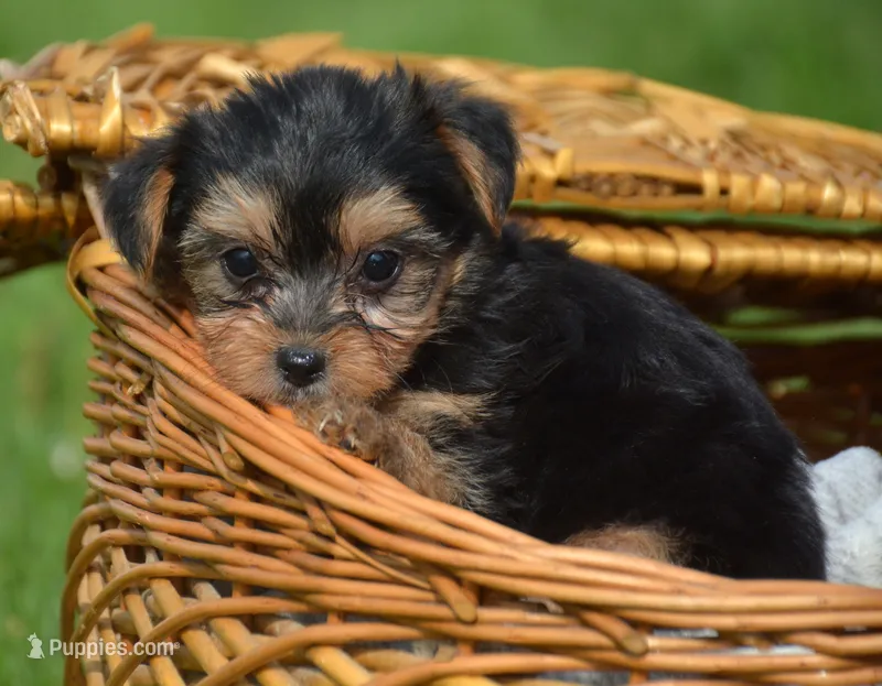 Yvette Yorkie FM3 – Yorkshire Terrier puppy for sale in Kendallville, IN
