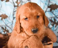 Gabby Golden FM 7, a female Golden Retriever for sale in Kendallville, IN – Photo 2 of 2