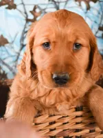 Gabby Golden FM 7, a female Golden Retriever for sale in Kendallville, IN – Photo 1 of 2