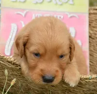 Grant GR M1, a male Golden Retriever for sale in Kendallville, IN – 3 of 6