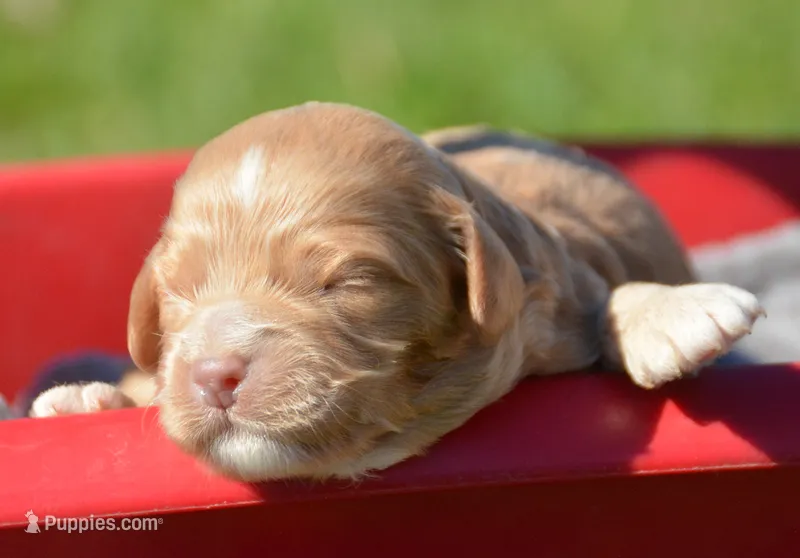 Cari Mini Cockapoo F 5 – Cockapoo puppy for sale in Kendallville, IN