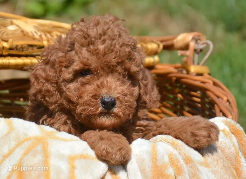 Pete Mini Poodle Ml1 – Poodle - Miniature  puppy for sale in Kendallville, IN