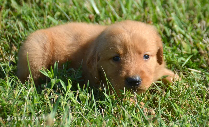 Gus GR M2 – Golden Retriever puppy for sale in Kendallville, IN