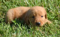 Gus GR M4, a male Golden Retriever for sale in Kendallville, IN – 2 of 6