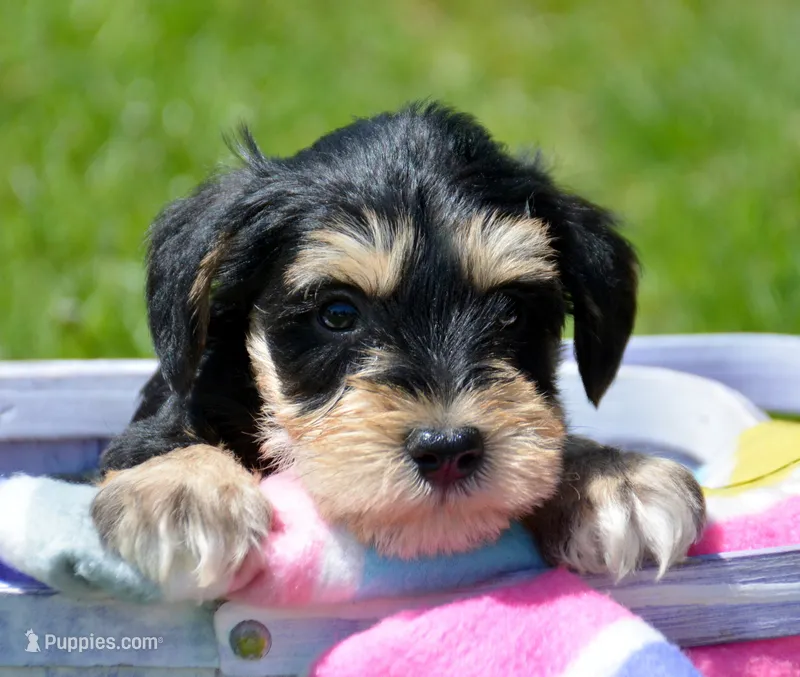 Missy Mini Schn F4 – Miniature Schnauzer puppy for sale in Kendallville, IN