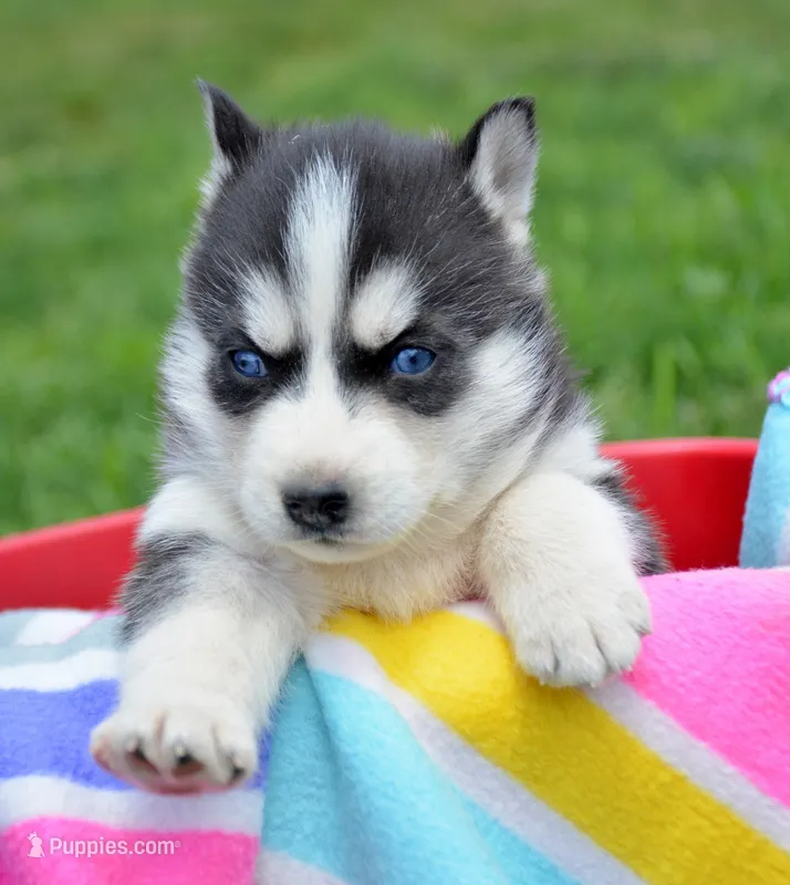 Hollie Husky FM 3  – Siberian Husky puppy for sale in Kendallville, IN