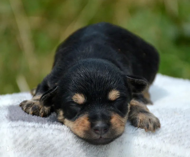 Yoda Yorkie ML1 – Yorkshire Terrier puppy for sale in Kendallville, IN