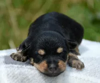 Yoda Yorkie ML1, a male Yorkshire Terrier for sale in Kendallville, IN – 1 of 1