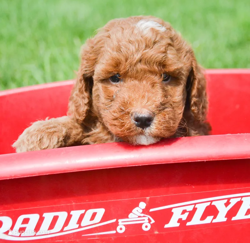 Pepe Mini Poodle M2-5 – Poodle - Miniature  puppy for sale in Kendallville, IN