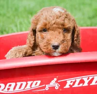 Pepe Mini Poodle M2-5, a male Poodle - Miniature  for sale in Kendallville, IN – 1 of 1