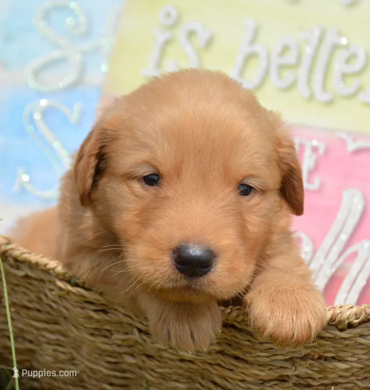 Gary GR M4 – Golden Retriever puppy for sale in Kendallville, IN