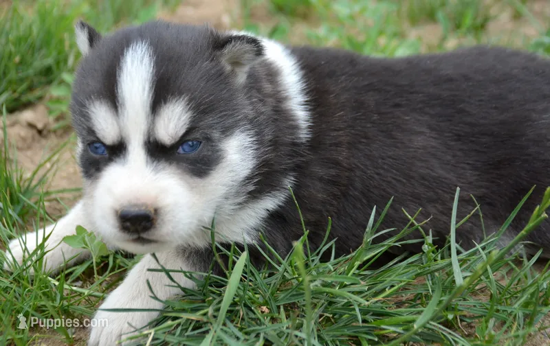 Hollie Husky FM 3  – Siberian Husky puppy for sale in Kendallville, IN