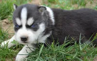 Hollie Husky FM 3 , a female Siberian Husky for sale in Kendallville, IN – 1 of 2