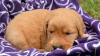 George GR M6, a male Golden Retriever for sale in Kendallville, IN – 2 of 2