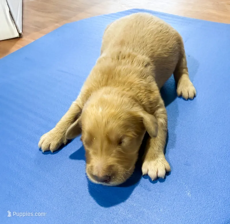George GR M1 – Golden Retriever puppy for sale in Kendallville, IN