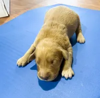 George GR M1, a male Golden Retriever for sale in Kendallville, IN – 1 of 1