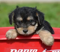 Yoda Yorkie M1, a male Yorkshire Terrier for sale in Kendallville, IN – 1 of 1