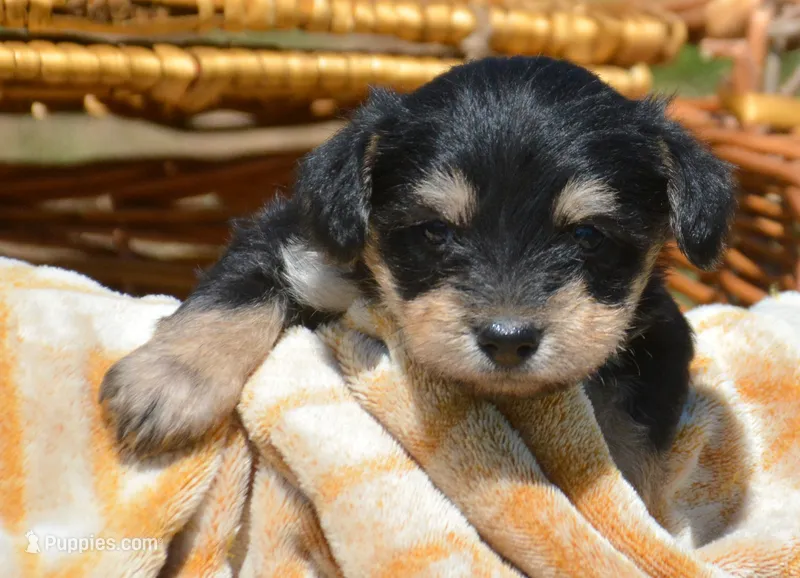 Yoda Yorkie ML1 – Yorkshire Terrier puppy for sale in Kendallville, IN