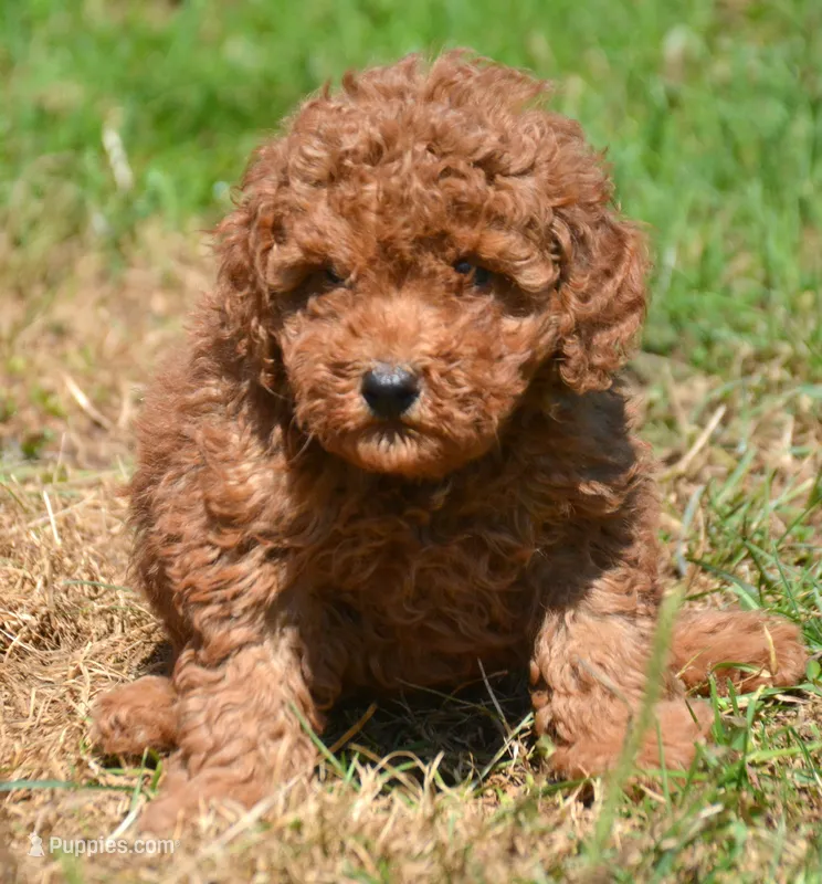 Pete Mini Poodle Ml1 – Poodle - Miniature  puppy for sale in Kendallville, IN