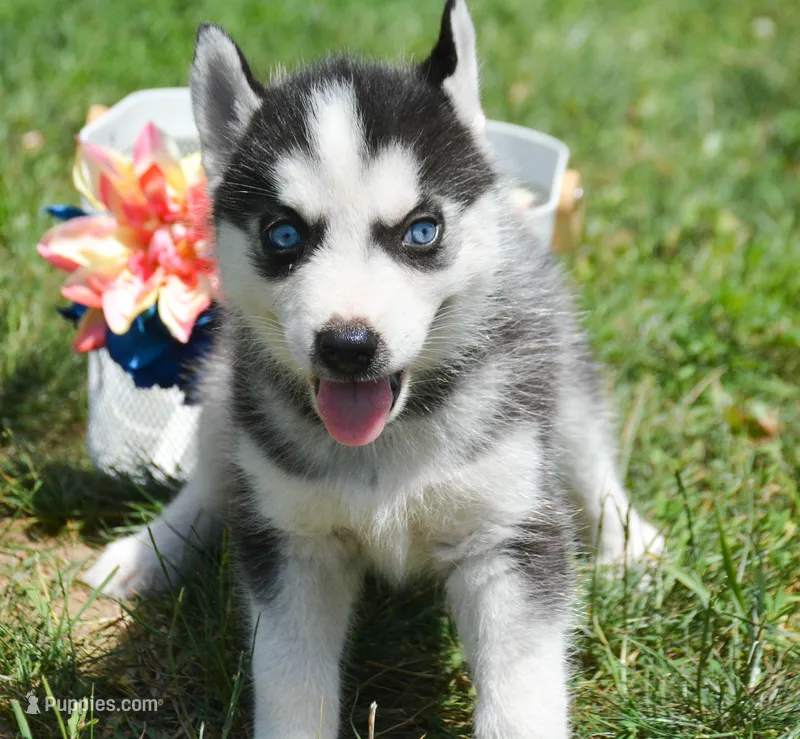 Halie Husky FM 4 – Siberian Husky puppy for sale in Kendallville, IN
