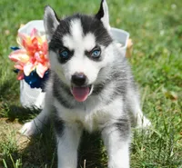 Halie Husky FM 4, a female Siberian Husky for sale in Kendallville, IN – 3 of 8