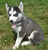 Halie Husky FM 4, a female Siberian Husky for sale in Kendallville, IN – 1 of 8