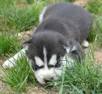 Hank Husky, a male Siberian Husky for sale in Kendallville, IN – 2 of 2