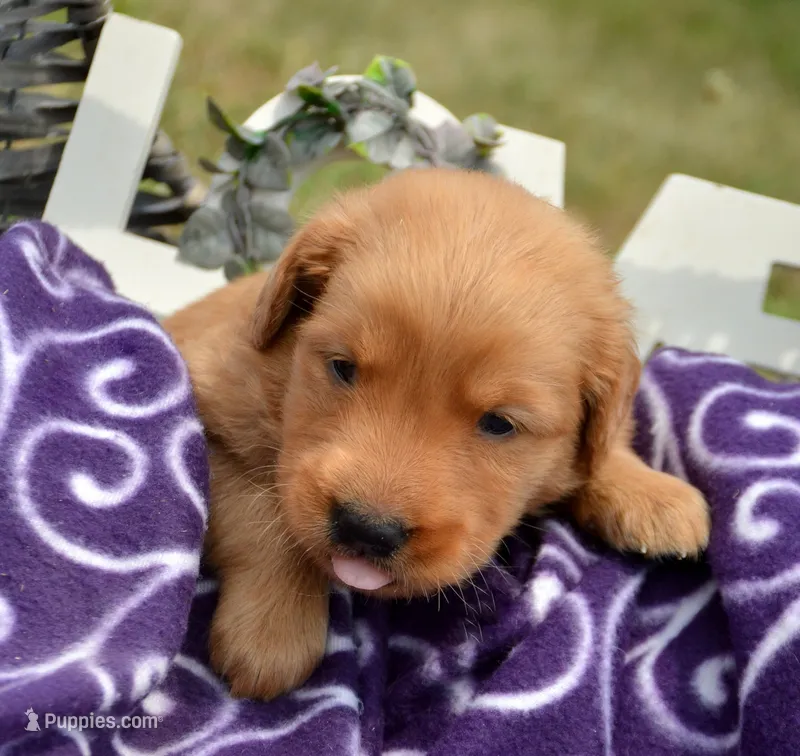 George GR M6 – Golden Retriever puppy for sale in Kendallville, IN