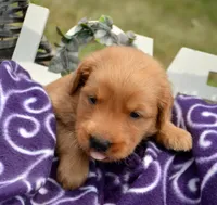 George GR M6, a male Golden Retriever for sale in Kendallville, IN – 1 of 2